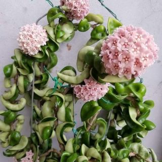 Cẩm cù xoắn cây giống