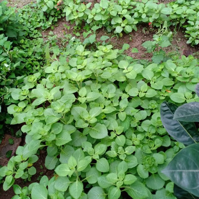 Bầu cây húng chanh