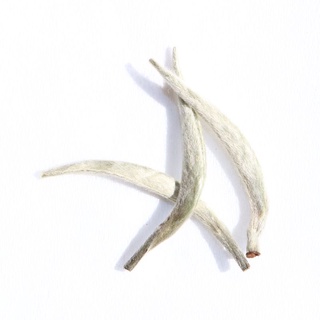 BẠCH TRÀ #bachtra