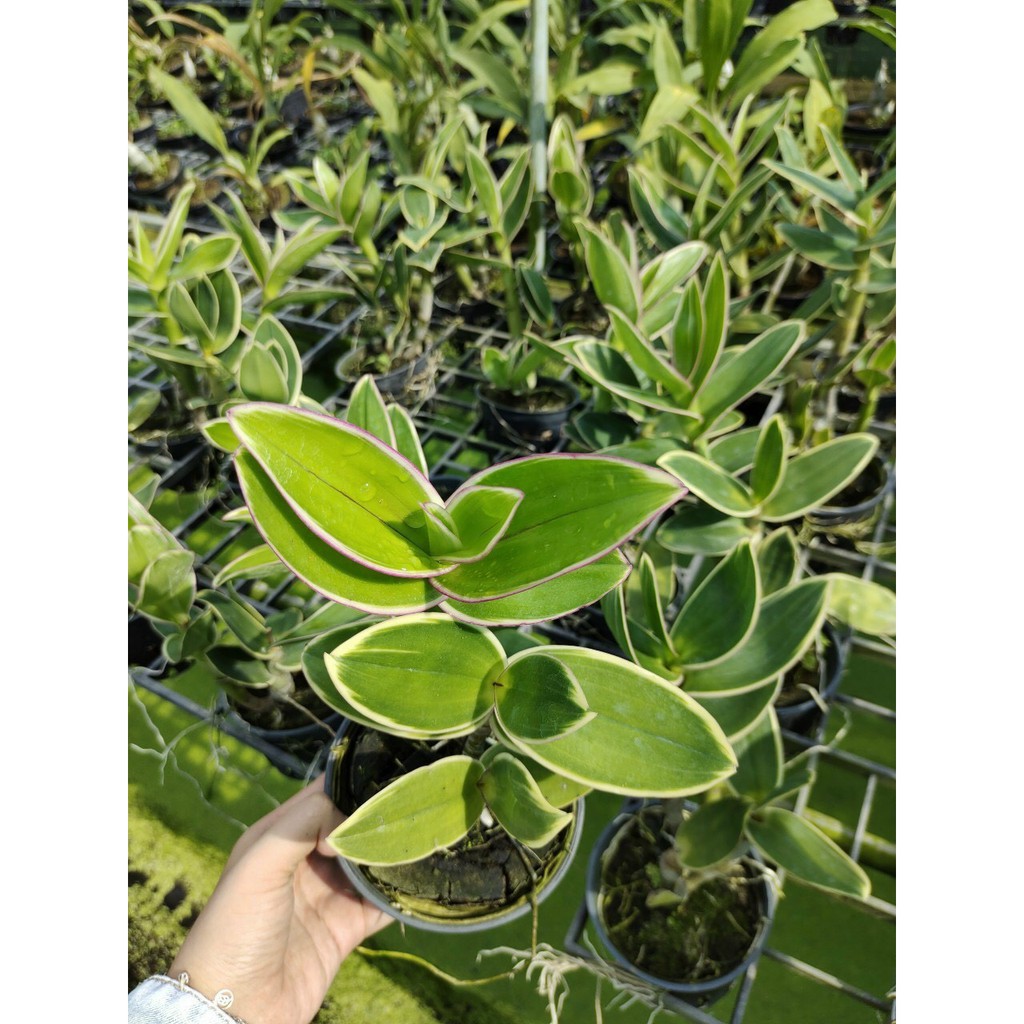 Dendro Nắng Chớp Vàng Thongchai Gold