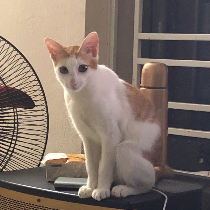 váy xinh ơi là xinh