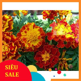 50 Hạt giống Hoa Cúc Vạn Thọ Pháp (tặng gói kích nẩy mầm và hướng dẫn) VIETPHAT