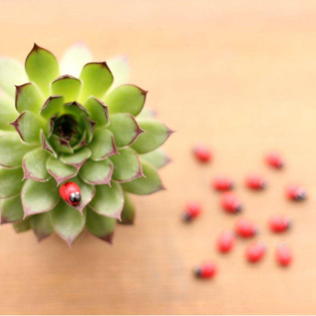 YIYU Mô Hình Bọ Rùa Mini Màu Đỏ Dễ Thương Dùng Để Trang Trí Bonsai 1