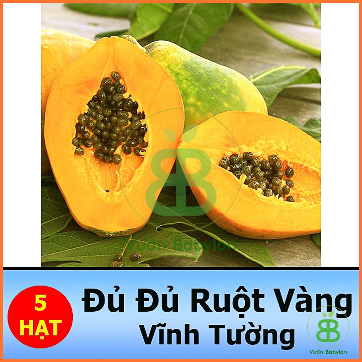 Hạt Giống Đu Đủ Lùn Ruột Vàng 5 Hạt