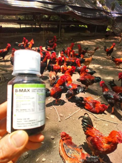 Thuốc Thú Y Siêu B,kích thích mọc lông,hồng da, đẹp mã, tăng trưởng tốt cho gia súc gia cầm