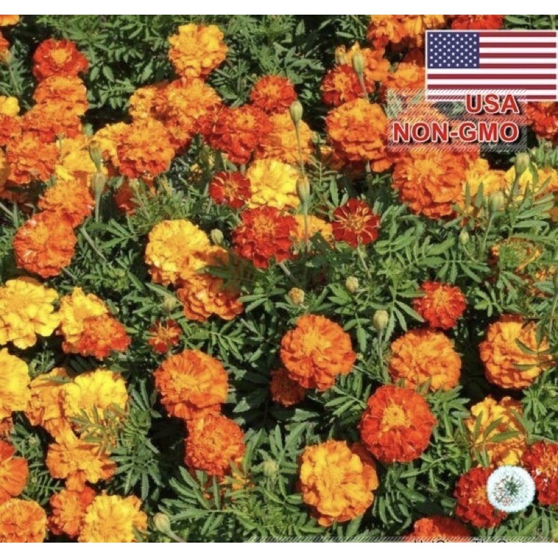 Hạt Giống Hoa Vạn Thọ Pháp Lùn Mix Nhiều Màu Sparky  | SL: 50 HẠT