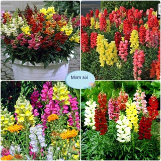 [Gói 200 Hạt] Hạt Giống Hoa Mõm Sói (tặng kèm phân)