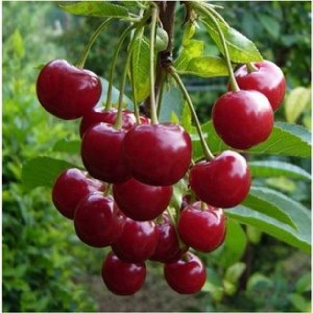 Gói 5 Hạt Giống Cherry Mỹ Cao Sản