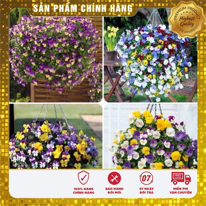 HẠT GIỐNG HOA PANSY nhiềumàu hat giong hoa bướm pansy