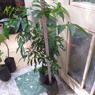 bầu mắc mật ( cây hồng bì) cây đẹp, cao 40-50cm,