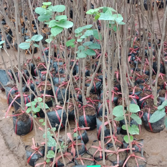 Cây hoa hạnh phúc giống