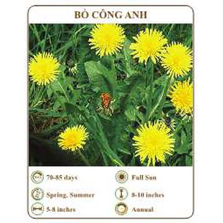 Hạt giống bồ công anh - the xanh