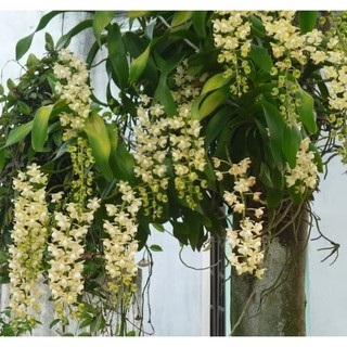 Hoa lan quế lan hương( cây to)