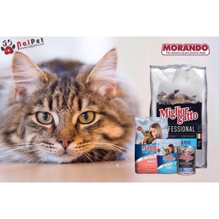 Thức Ăn Hạt Khô Croccantini Con Salmone Miglior Gatto Morando 2kg Cho Mèo Vị Cá Hồi