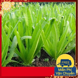 Hạt Giống Rau Diếp Thơm