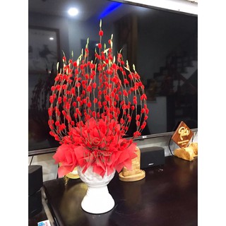 Chậu sứ nụ tầm xuân