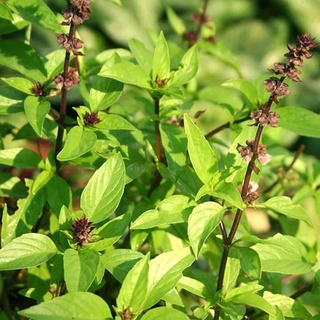 Hạt giống Húng Quế Rado 25