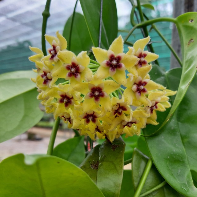 Cẩm Cù Vàng