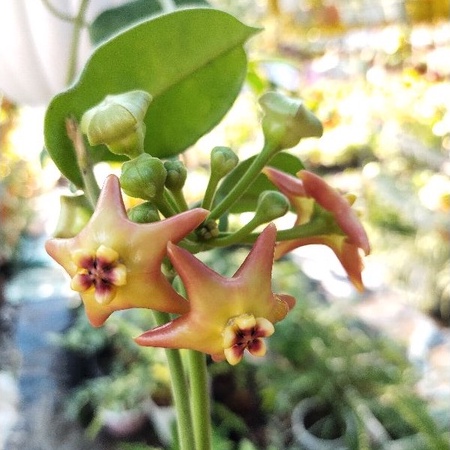 Cẩm cù Affinis cam hoa to siêu bền