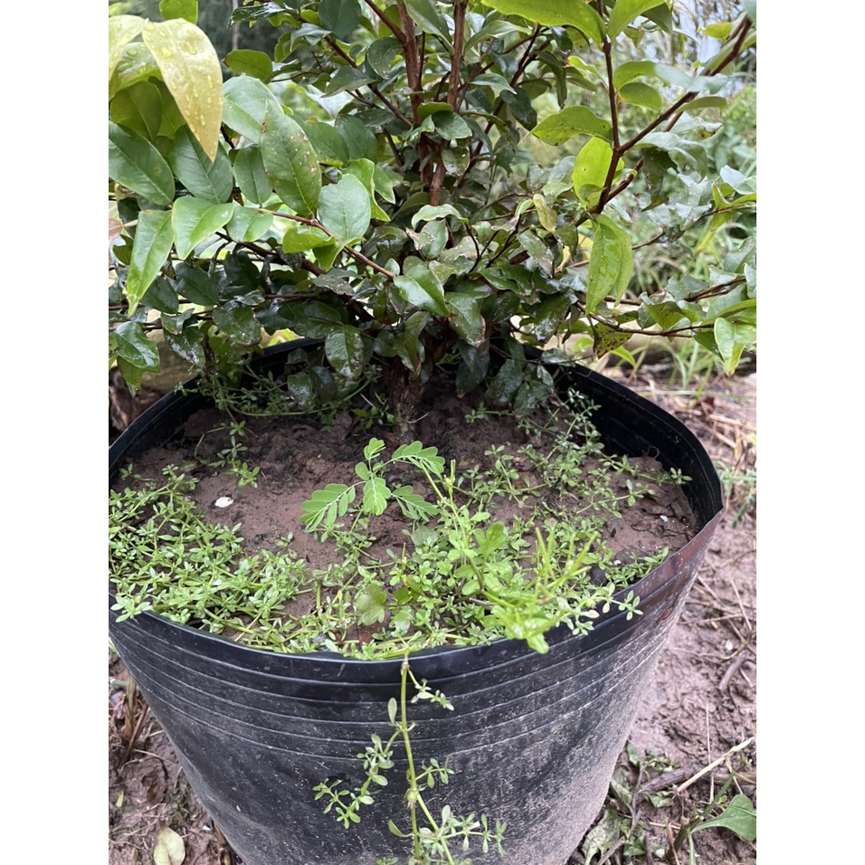 Nho Thân Gỗ Tứ Quý