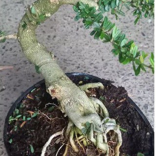 Cây Linh Sam phôi - cây cảnh đẹp giá rẻ - cây có bộ rể đẹp