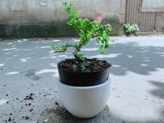 Chậu Cây Linh Sam