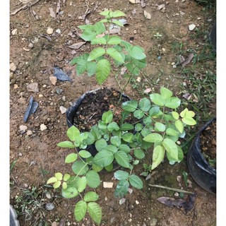 Hoa hồng Corail gelee