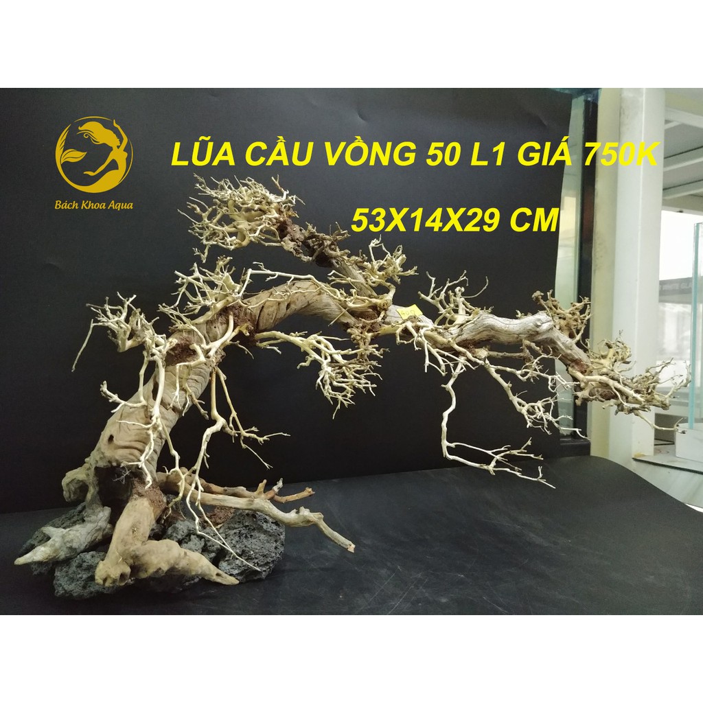 Lũa cầu vồng 50