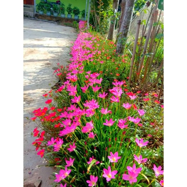 1 Ký Củ Huệ Mưa