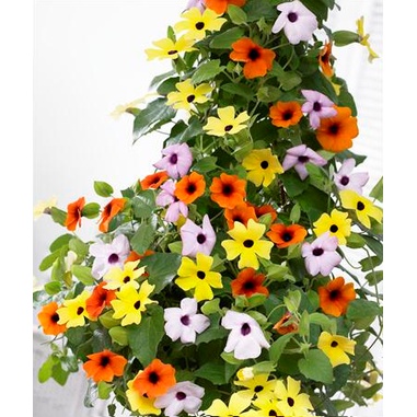 500H  - #Hạt_Giống_Hoa_Ánh_Dương_Mix ( tặng kèm kích mầm và phân bón )