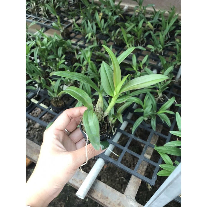 Dendro Yaya Mini Siêu Siêng Hoa