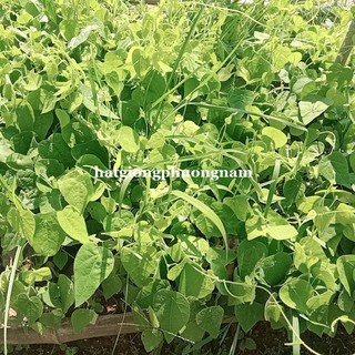 COMBO 10 CÂY GIỐNG SƯƠNG SÂM LÔNG RỪNG