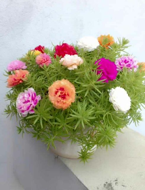 Hạt giống hoa 10 giờ mix đủ màu bông to đẹp