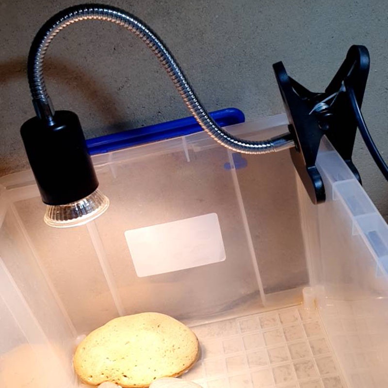 Kẹp đèn sưởi cho rùa và bò sát tia UVA UVB, tặng 75w bóng đèn sưởi cho thú cưng