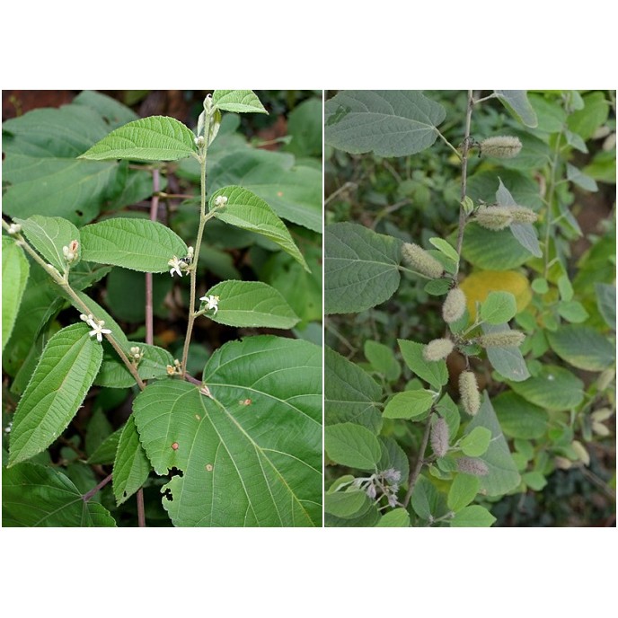 CÂY GIỐNG AN XOA