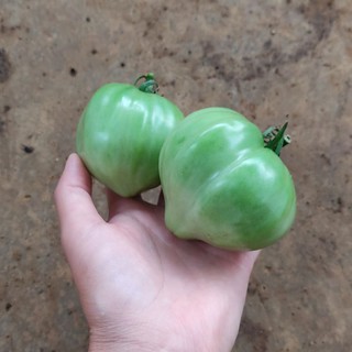Cây giống cà chua trái tim