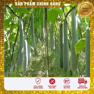 Hạt giống bí sặt cao sản - 2gr
