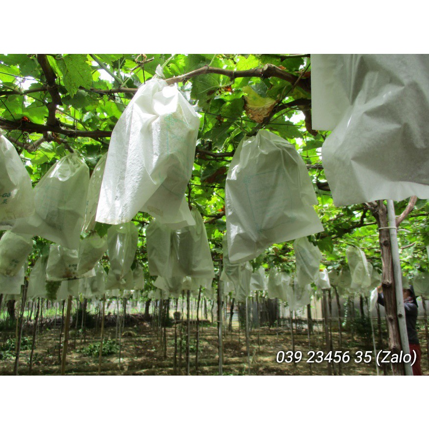 100 CÁI TÚI BAO, BỌC TRÁI NHO CHẤT LIỆU VẢI TỐT KÍCH THƯỚC 25*35