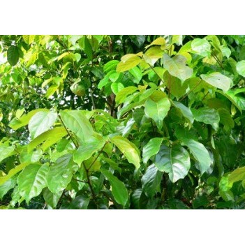Hương Xá Xị - 10ml