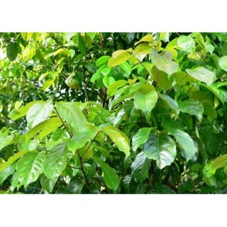 Hương Xá Xị - 10ml