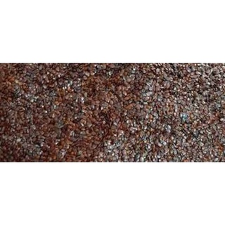 1 KG HẠT GIỐNG KEO CUBA [HẠT VỤ MỚI - NẢY MẦM CAO  ].
