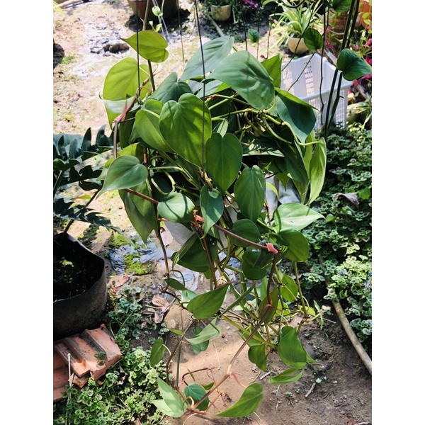 Trầu bà trái tim Xanh