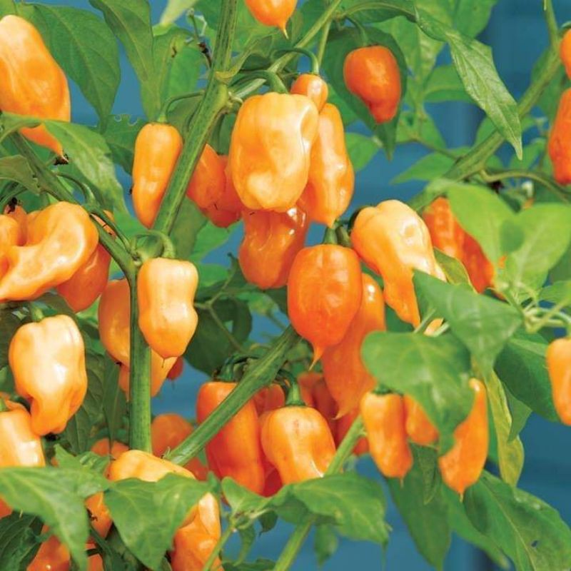 Combo 10 hạt ớt hữu cơ siêu cay Habanero Vàng Cam nhập Mỹ dễ trồng thơm vị trái cây