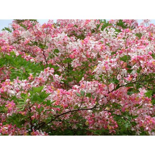 Cây Muồng Hoa Đào