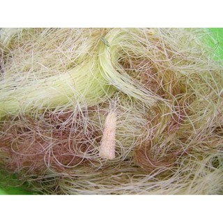 (Trả giá 68k 1kg) Râu ngô khô