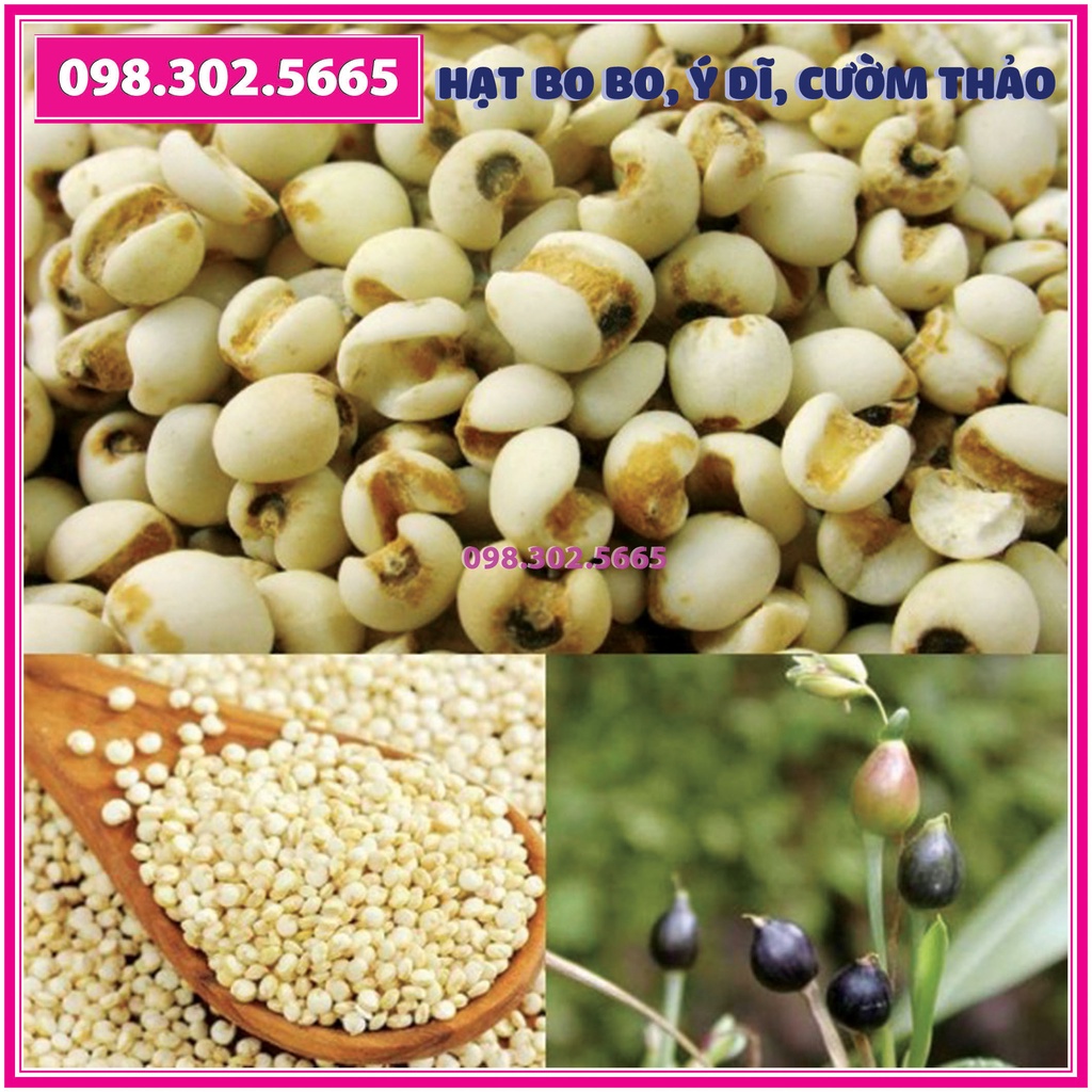 100g Hạt giống Cây Bo bo Cây Ý Dĩ Cườm Thảo - dùng cho chăn nuôi gia súc, gia cầm, thiên cầm