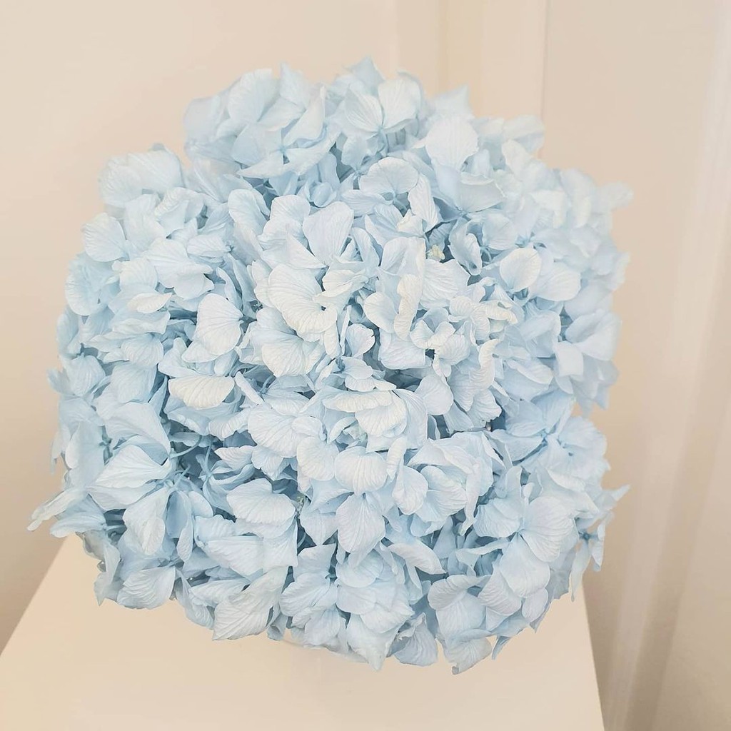 Hoa khô Cẩm Tú Cầu - Hoa Khô Hydrangea bất tử - Hoa khô decor bền đẹp