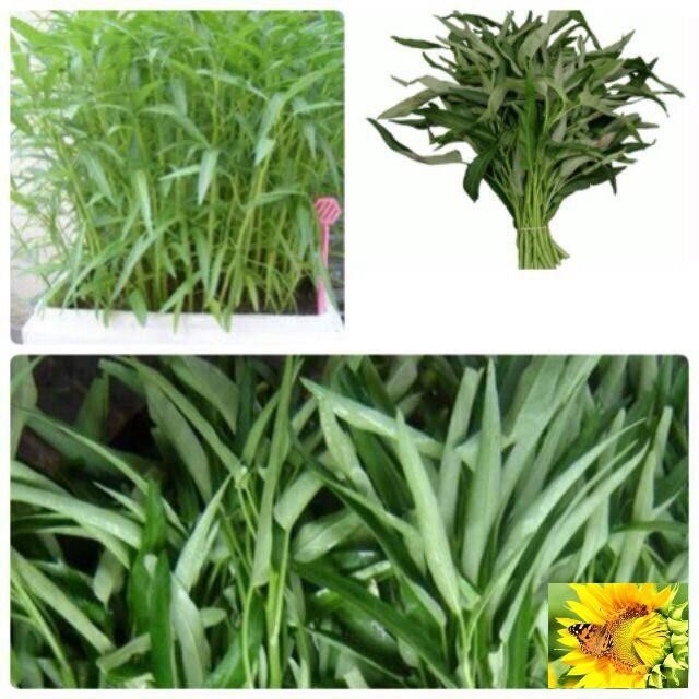Hạt giống Rau Muống Lá Tre dễ trồng 50 hạt