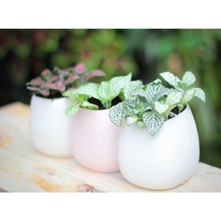 Cây Cẩm Nhung May Mắn Để Bàn