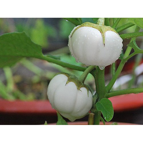 Hạt giống Cà bát trắng 1gr - Rau củ quả trồng tại vườn, sân thượng, nông trang, ban công